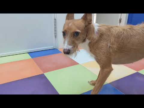 Youtube Vorschau - Video ID tNKtaHjiPt0