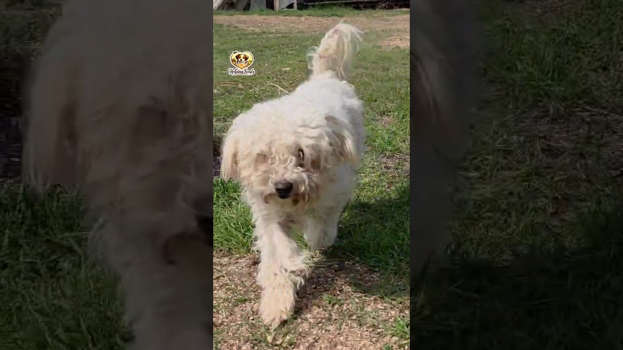 Youtube Vorschau - Video ID tVx7e-UZoSw