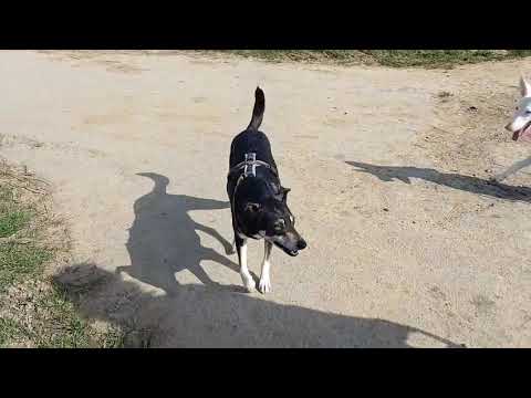 Youtube Vorschau - Video ID tWxLnCGfRtc