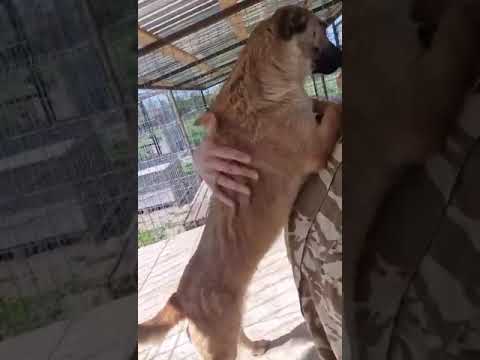 Youtube Vorschau - Video ID tZKlLm1_VRo