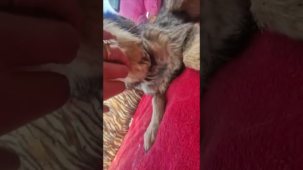 Youtube Vorschau - Video ID u3vMeP0Yqk0