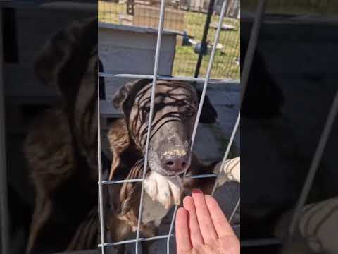 Youtube Vorschau - Video ID uJKqHayC3cc