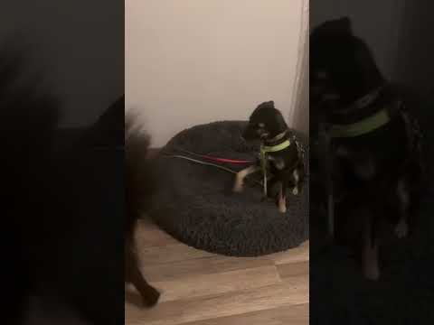 Youtube Vorschau - Video ID uh1uk4PjPqI