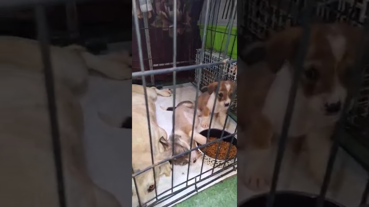 Youtube Vorschau - Video ID ulRO7qgHWho