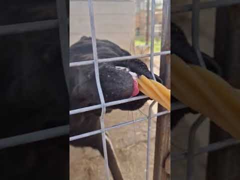 Youtube Vorschau - Video ID un31IMSILks