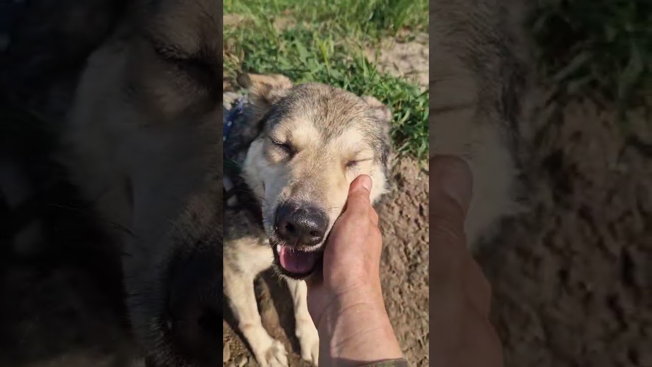 Youtube Vorschau - Video ID v2zrbSyzrV8