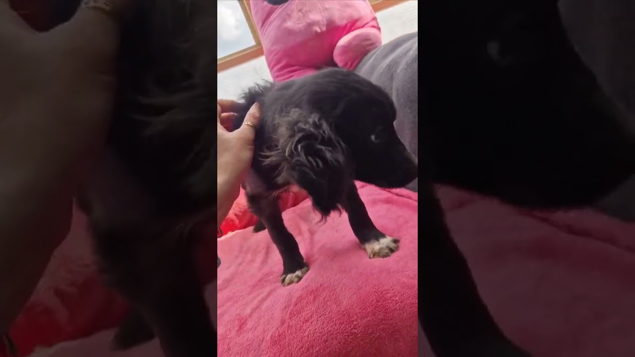 Youtube Vorschau - Video ID v3Katr4j9SM