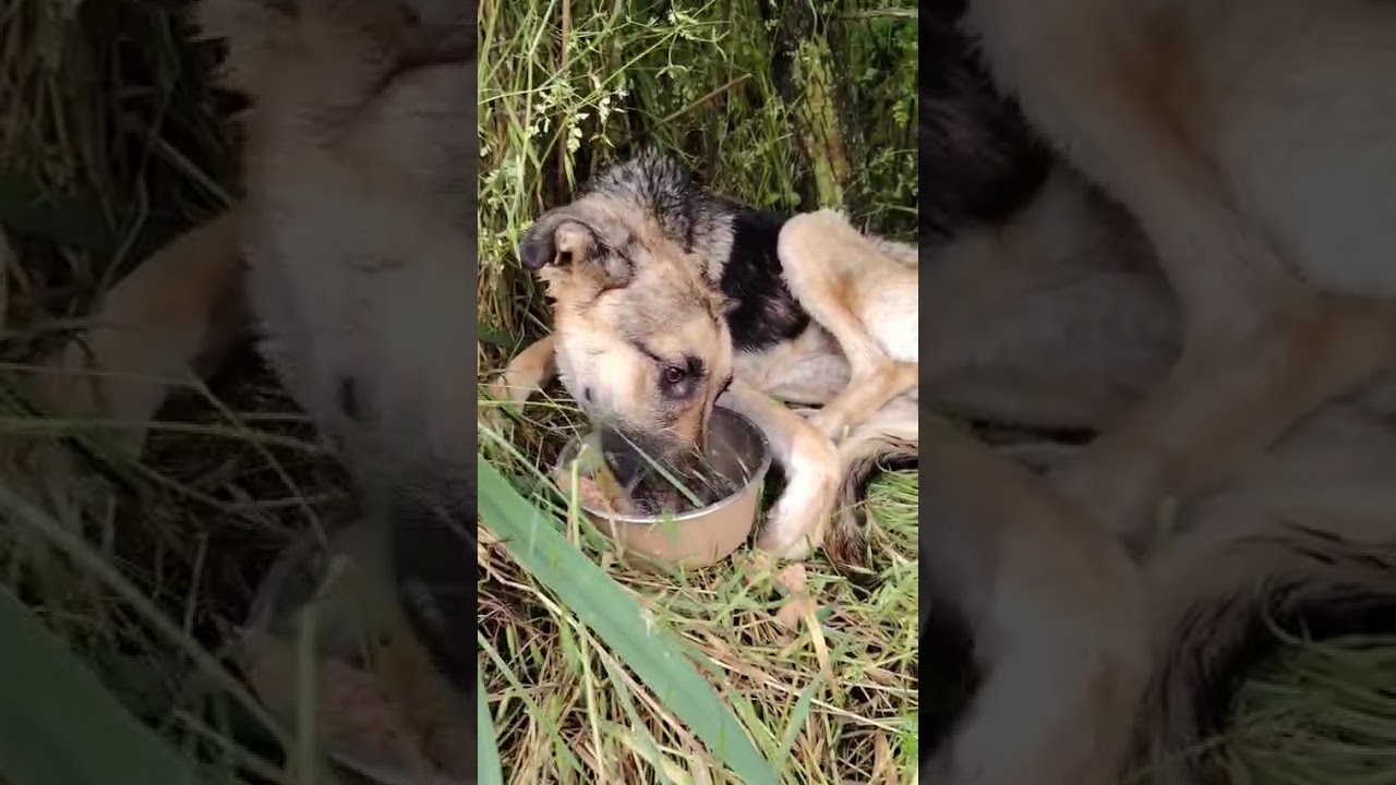 Youtube Vorschau - Video ID vI4arh_u8Q0