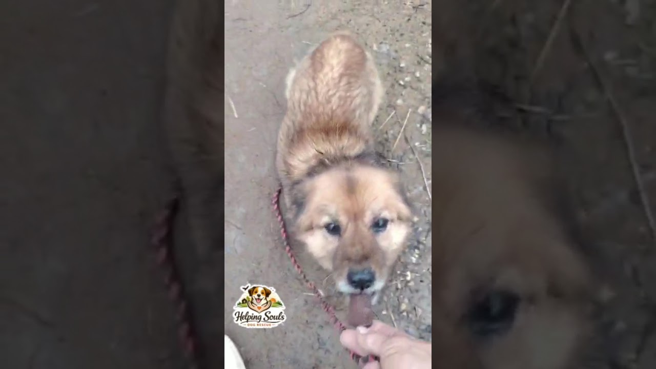 Youtube Vorschau - Video ID vTJF7H9TJIo