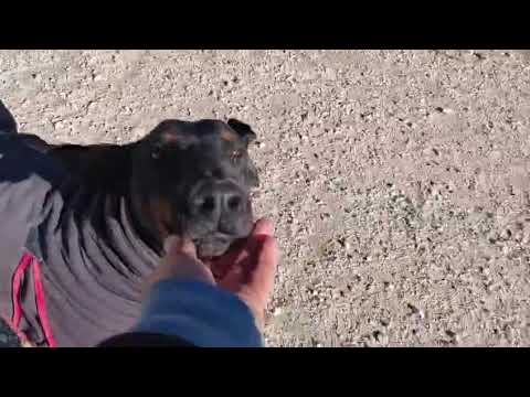 Youtube Vorschau - Video ID vVdbrmFx44g