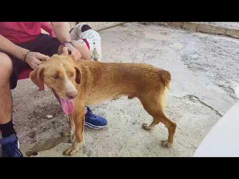 Youtube Vorschau - Video ID w1bgzUlvg8s