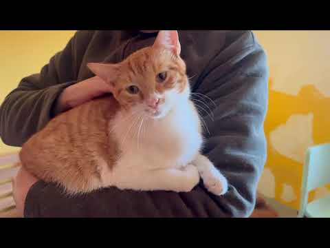 Youtube Vorschau - Video ID w4SU9Cy7LXU