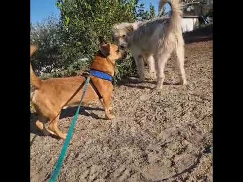 Youtube Vorschau - Video ID wJTd_-AGy8M