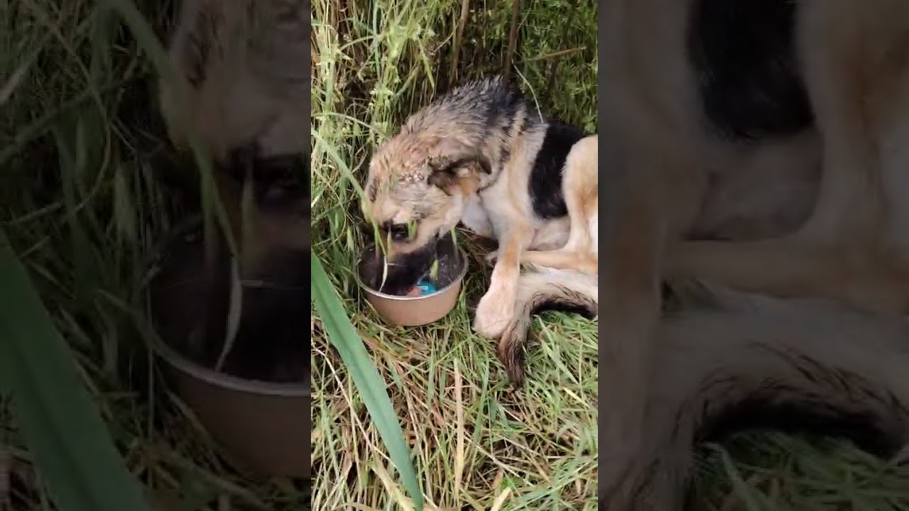 Youtube Vorschau - Video ID wJdr-4fBzPU