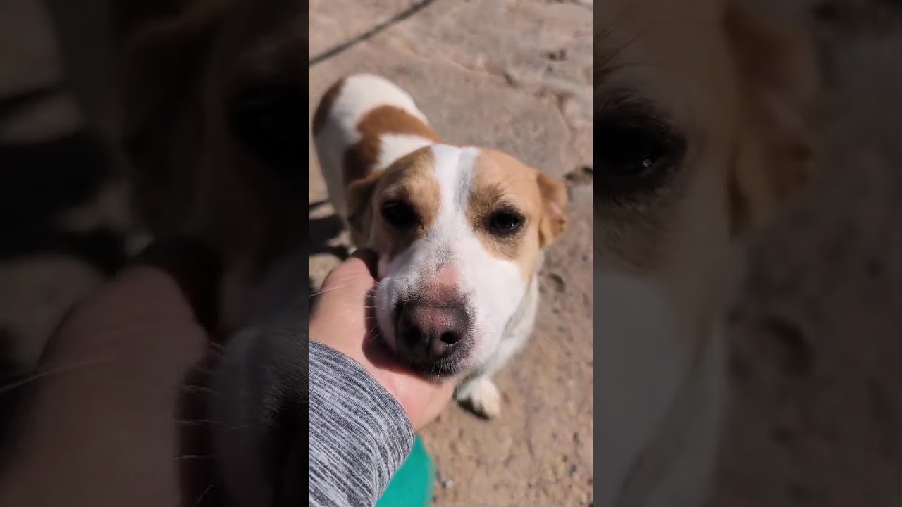 Youtube Vorschau - Video ID wQ_ZR-K-NF8