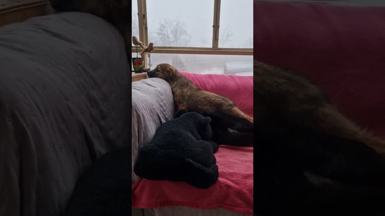 Youtube Vorschau - Video ID wUkOO-vnINo