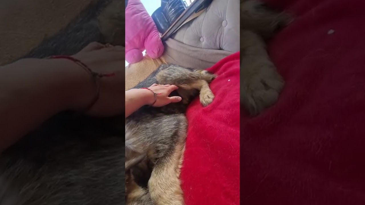 Youtube Vorschau - Video ID wdAw4d6_J6Q