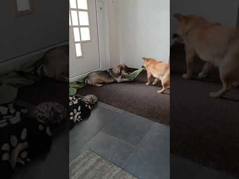 Youtube Vorschau - Video ID xNu2ASlFi8w