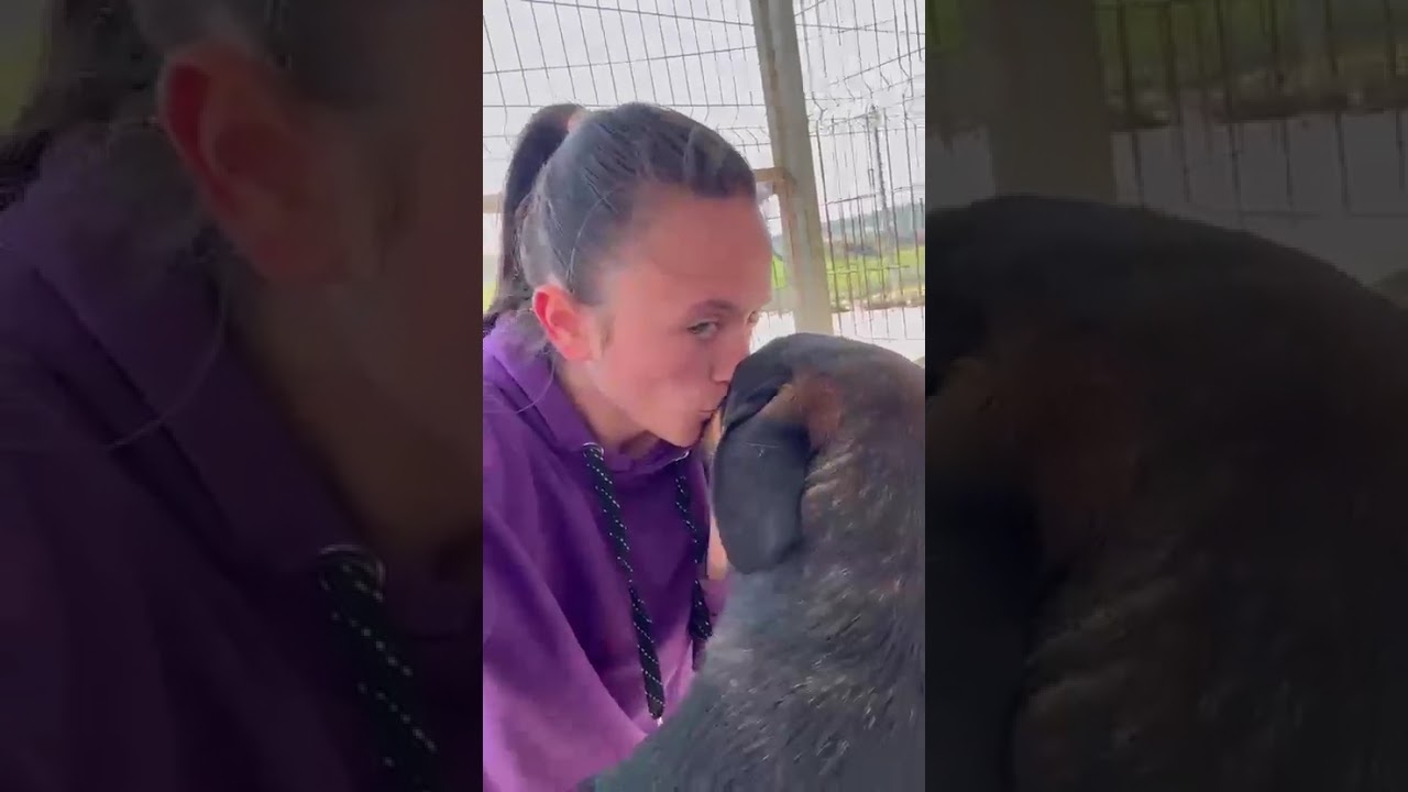 Youtube Vorschau - Video ID xO66OfqaAn0