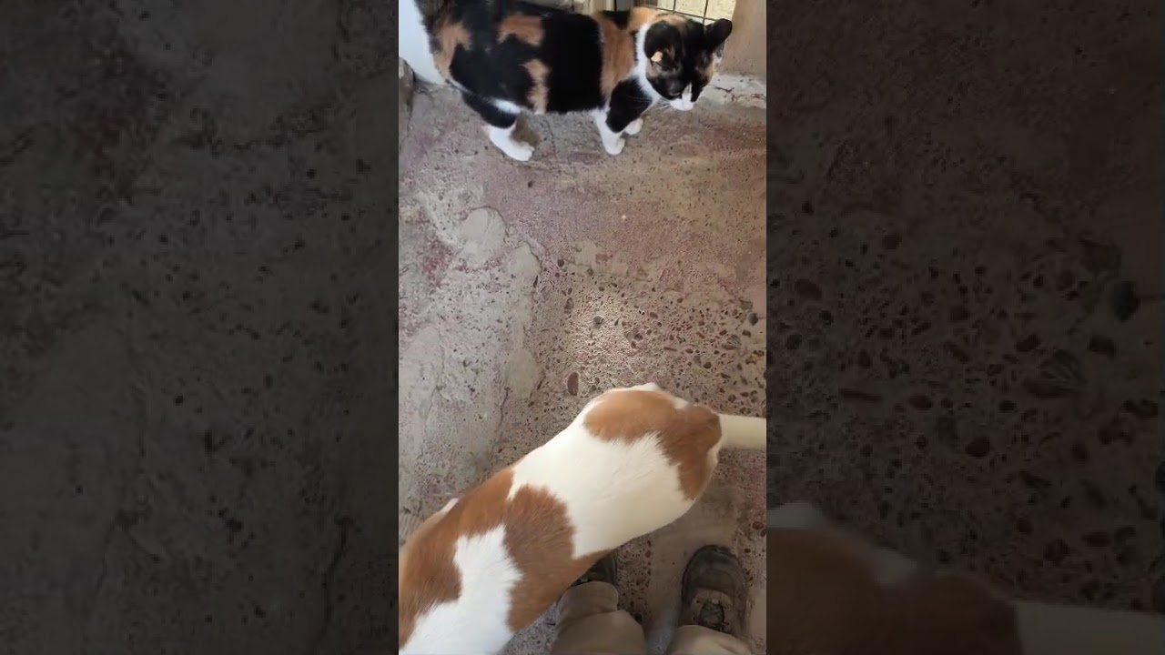 Youtube Vorschau - Video ID xUy-X5UkBEg