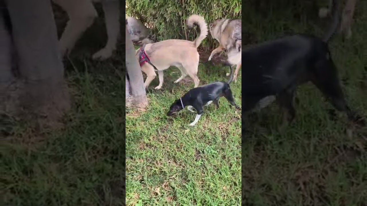 Youtube Vorschau - Video ID xVrOiiBbfik