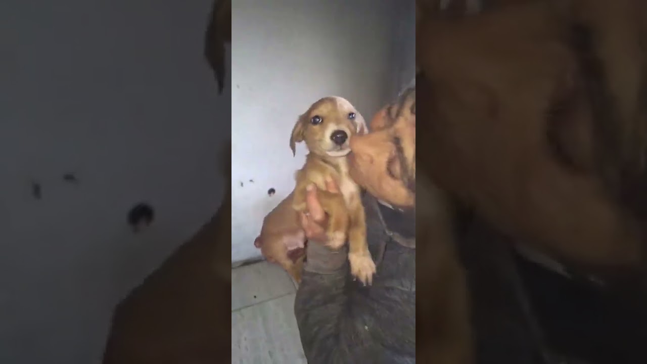 Youtube Vorschau - Video ID xYqXieJOcr0