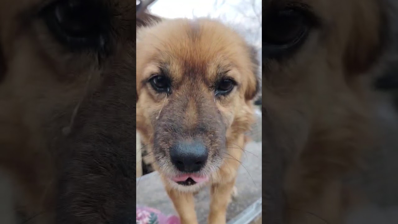 Youtube Vorschau - Video ID xhy_YYwWZQQ