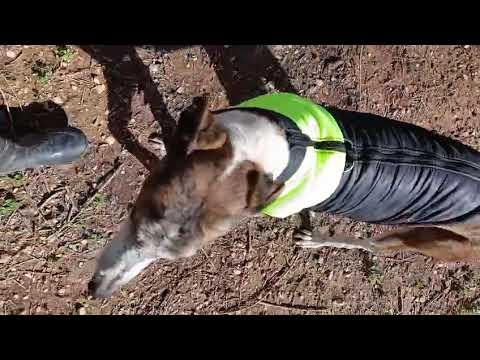 Youtube Vorschau - Video ID y-oG28Wx9vk