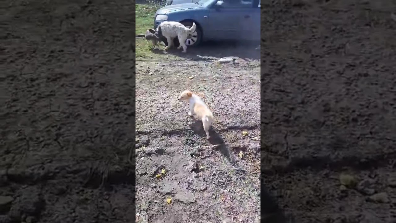 Youtube Vorschau - Video ID y0tt7yUBnoE