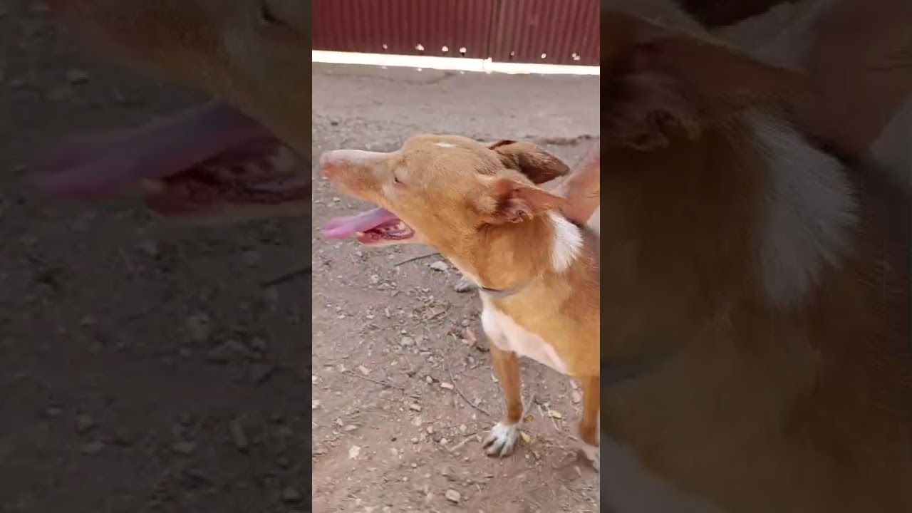 Youtube Vorschau - Video ID yLnqNRDRq-Y