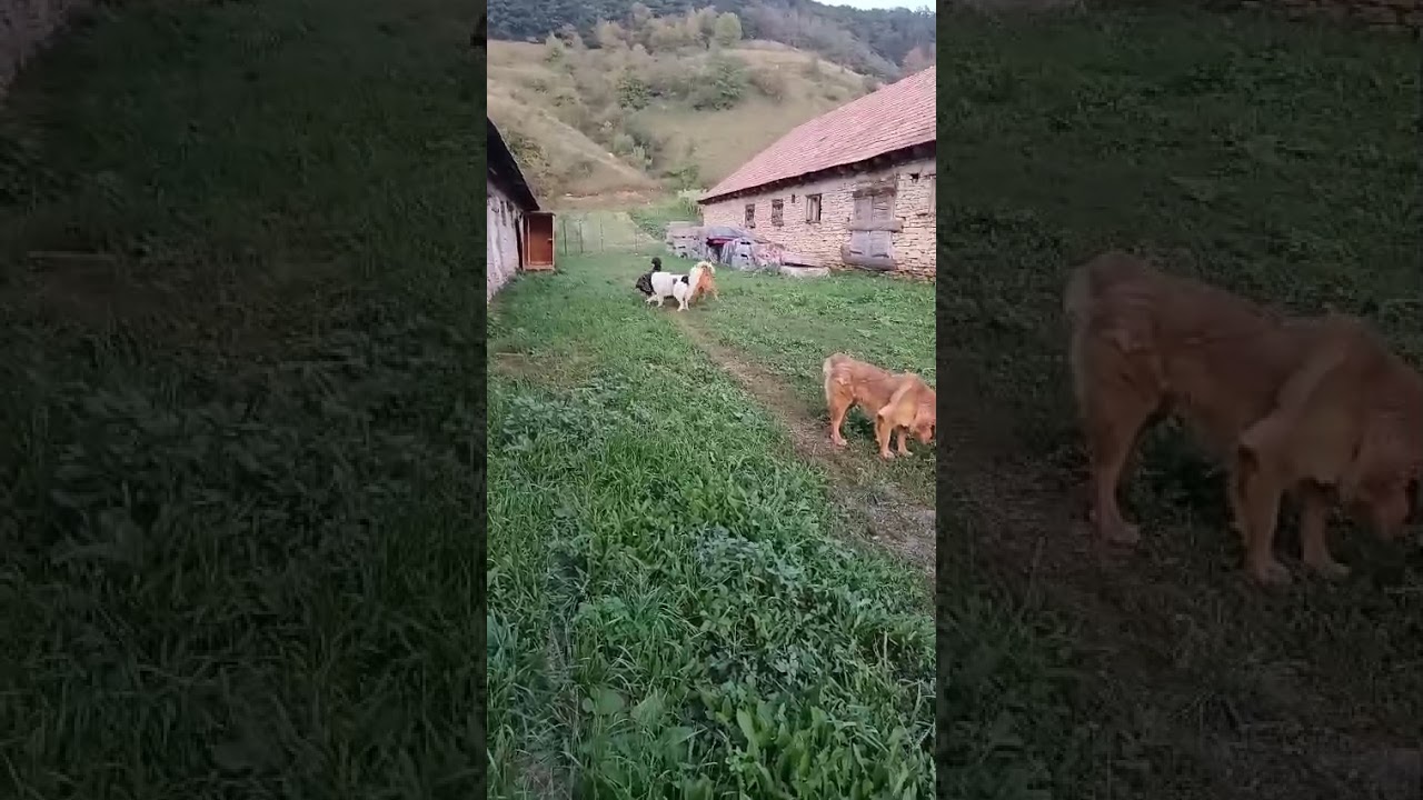 Youtube Vorschau - Video ID yPp2QYkmMvg