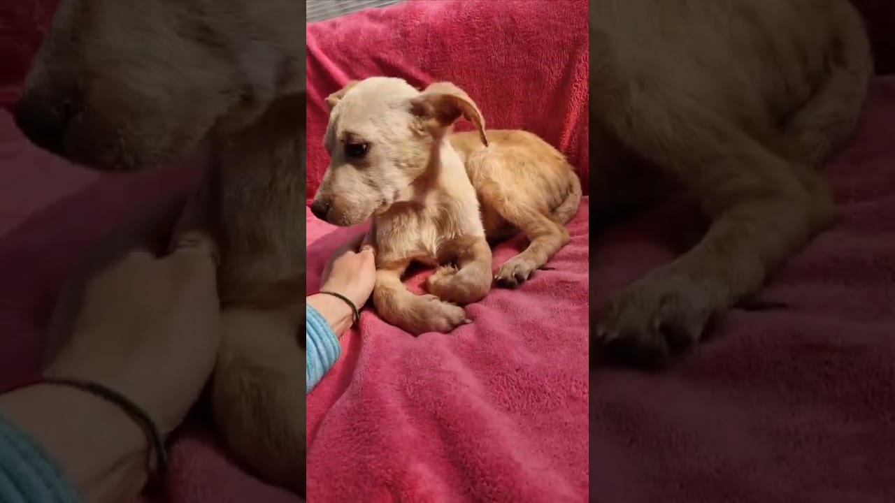 Youtube Vorschau - Video ID ydAV0dZgBfY