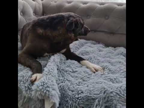 Youtube Vorschau - Video ID ydDqLJ10XIo