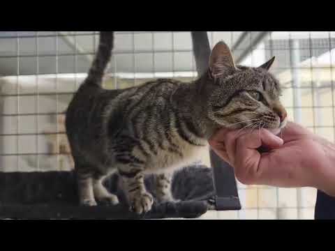 Youtube Vorschau - Video ID yfjwcwKP31I