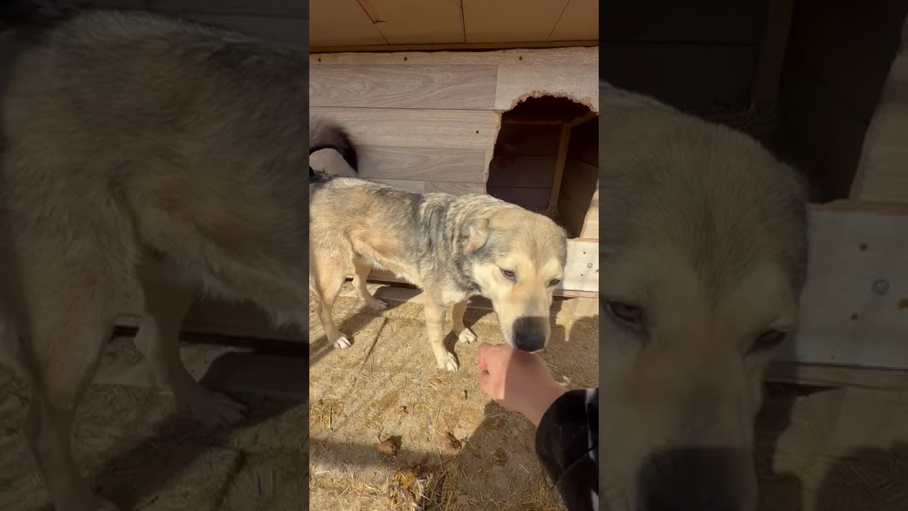 Youtube Vorschau - Video ID ykKz3IGD0Bs