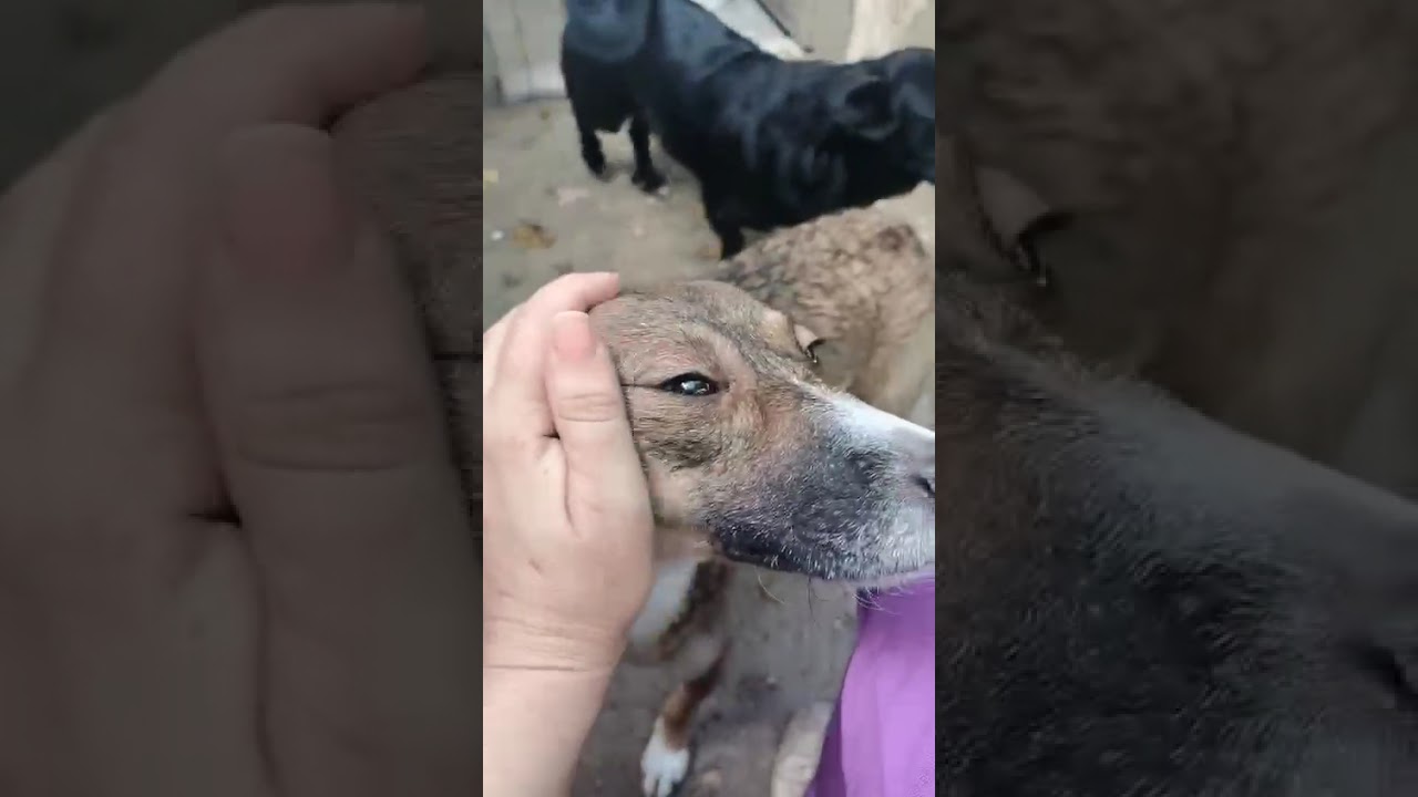 Youtube Vorschau - Video ID yxHqJsLp5zM