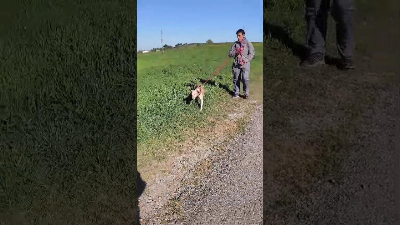 Youtube Vorschau - Video ID z4fJy1AW-Ng