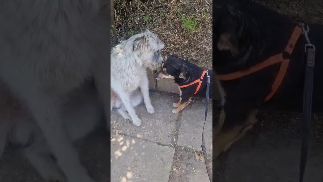 Youtube Vorschau - Video ID zOHBteYl7RI