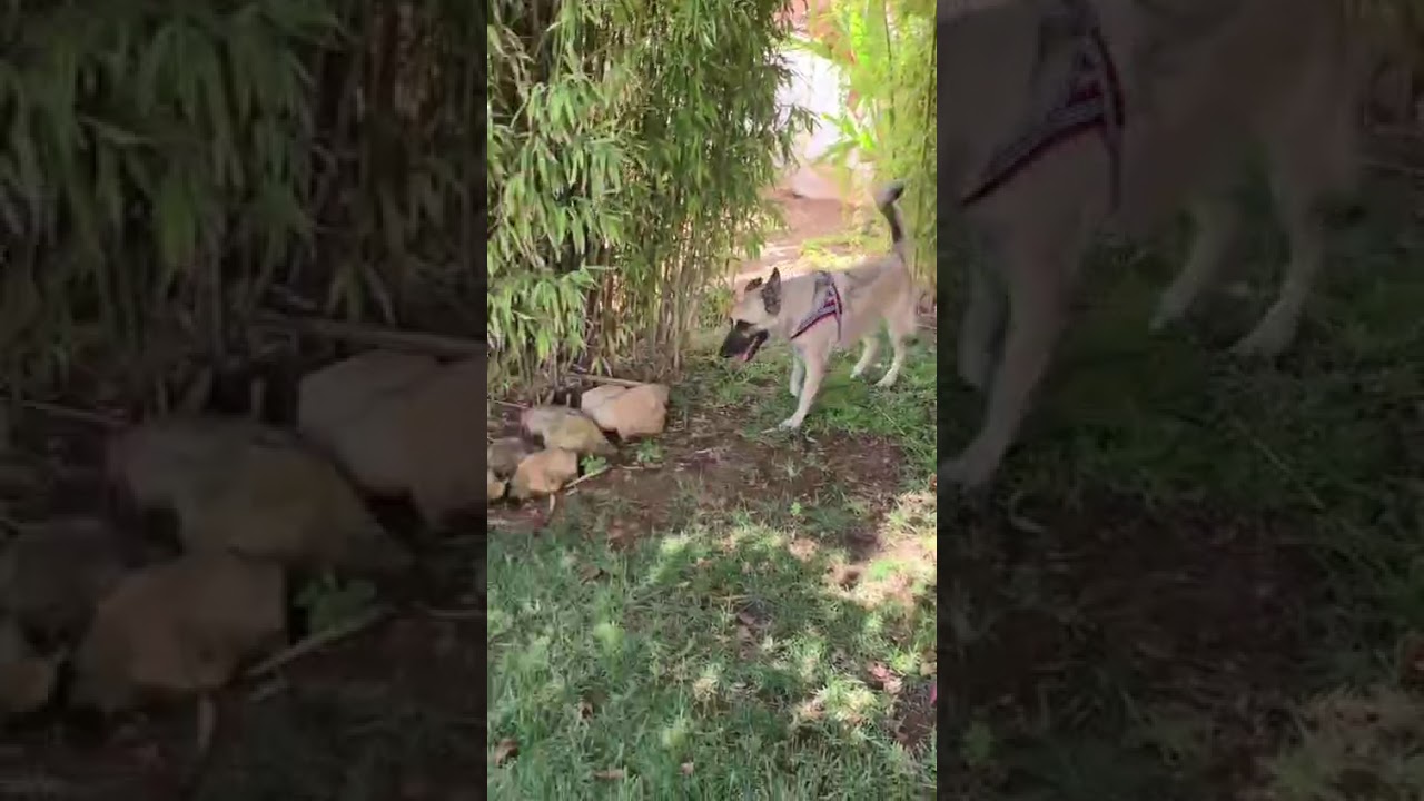 Youtube Vorschau - Video ID zToVLaoObSw