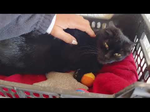 Youtube Vorschau - Video ID zYF4PxTAoo0