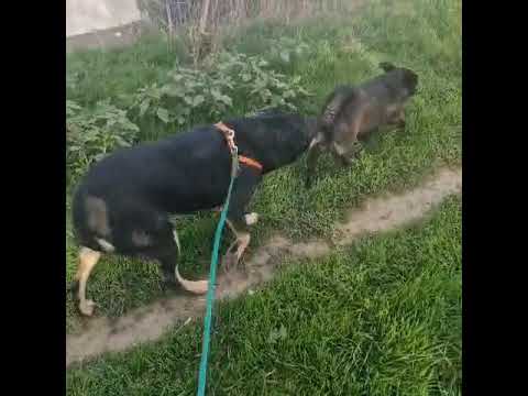 Youtube Vorschau - Video ID zzT2FYRdI7s